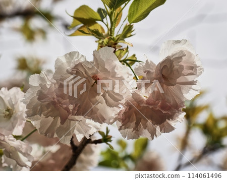 雙櫻花 114061496