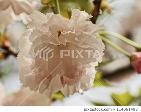 雙櫻花 雙櫻花 114061498