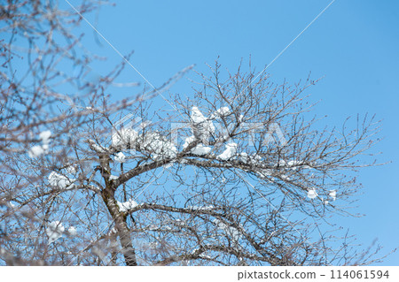 白雪覆蓋的樹枝和完美的藍天 114061594