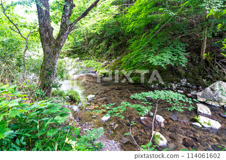 [Natural Monument] Oga no Oshibe 1 Takahashi City, Okayama Prefecture 114061602