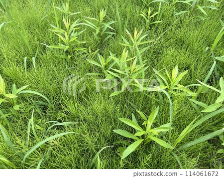 Spring weeds: Horsetail Spring weeds: Horsetail 114061672