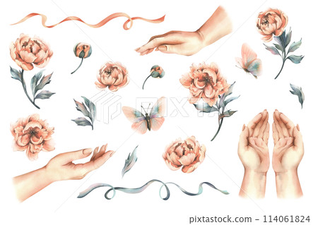 Female hands in different positions with flowers, buds and leaves of peach-colored peonies, butterflies and ribbons. Hand drawn watercolor illustration. Set of elements isolated from background. 114061824