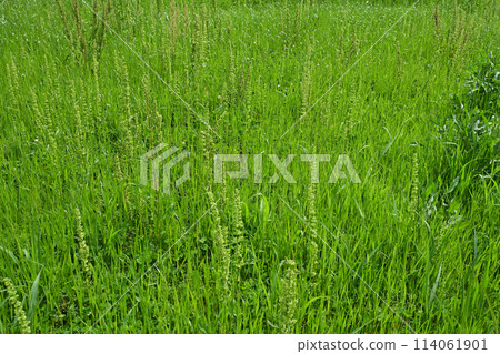 Vacant lot, wasteland, weeds, land, real estate, inheritance Vacant lot, wasteland, weeds, land, real estate, inheritance 114061901