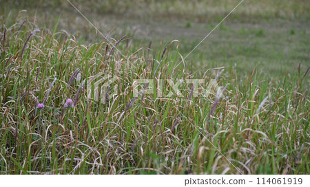 Vacant lot, wasteland, weeds, land, real estate, inheritance 114061919