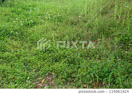 Vacant lot, wasteland, weeds, land, real estate, inheritance 114061924