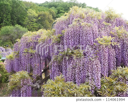 盛開的紫藤花 盛開的紫藤花 114061994