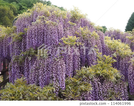 盛開的紫藤花 盛開的紫藤花 114061996