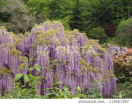 盛開的紫藤花 盛開的紫藤花 114061997