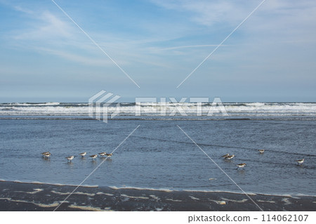 Waves crashing on the Kujukuri coast and plovers searching for food 114062107