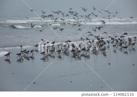 Plovers taking off from the sandy beach of Kujukuri Coast Plovers taking off from the sandy beach of Kujukuri Coast 114062110