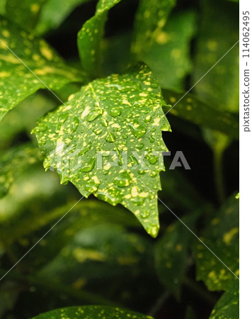 Fuiriaoki：帶有水滴，也推薦用於雨季的形象 114062495