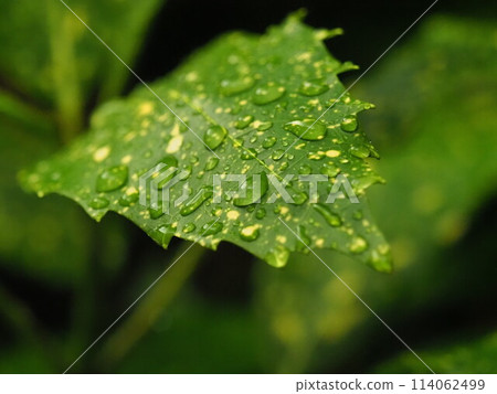 Filiaoki: With water droplets - recommended for the rainy season image 114062499