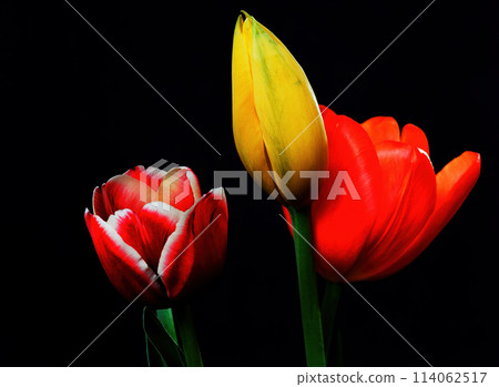 Orange Yellow and Crimson Tulips 114062517