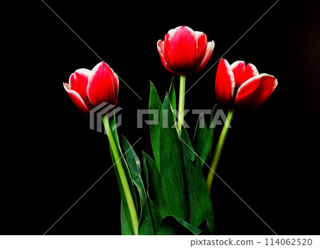 Crimson Tulip Macro Crimson Tulip Macro 114062520