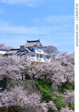 Tsuyama Castle: Bitchu Turret and cherry blossoms in full bloom Tsuyama Castle: Bitchu Turret and cherry blossoms in full bloom 114062578