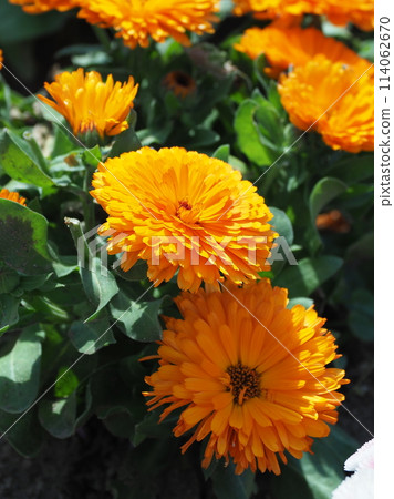 Calendula officinalis (Calendula officinalis) Calendula officinalis (Calendula officinalis) 114062670