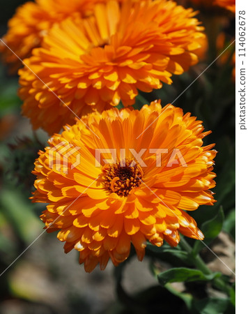 金盞花 (Calendula officinalis) 金盞花 (Calendula officinalis) 114062678