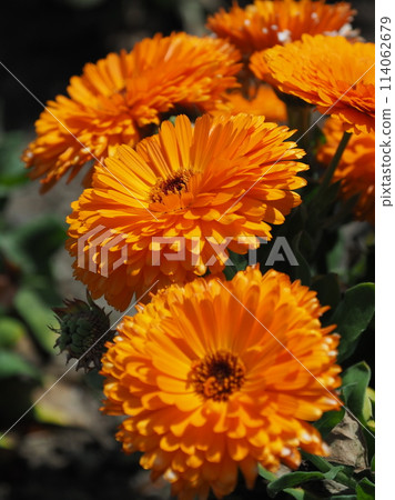 金盞花 (Calendula officinalis) 114062679