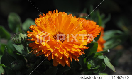 金盞花 (Calendula officinalis) 金盞花 (Calendula officinalis) 114062680