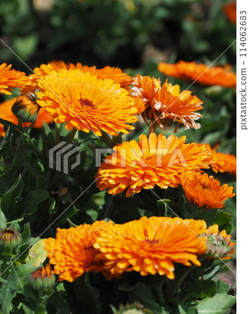 金盞花 (Calendula officinalis) 金盞花 (Calendula officinalis) 114062683