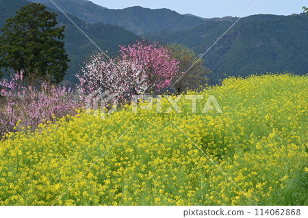 Rape flower field in the sky (Arise, Kohoku-cho, Kami City, Kochi Prefecture) Rape flower field in the sky (Arise, Kohoku-cho, Kami City, Kochi Prefecture) 114062868