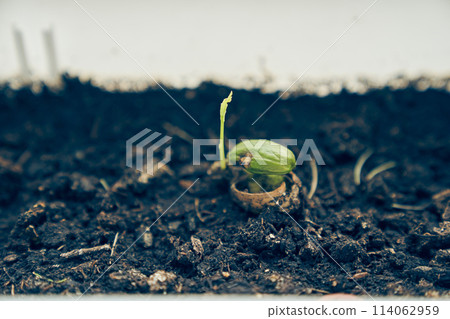 A close-up of an acorn that is slowly sprouting in a tub. A sample of ordinary oak. Wildlife with space to copy. High quality photo 114062959