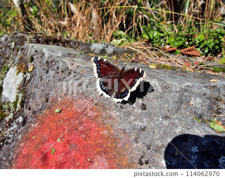 Butterfly resting on a stone 114062970