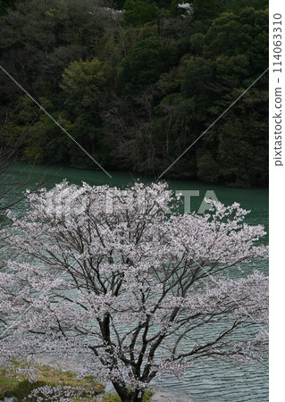 Cherry blossoms and the Monobe River (Arise, Kohoku-cho, Kami City, Kochi Prefecture) Cherry blossoms and the Monobe River (Arise, Kohoku-cho, Kami City, Kochi Prefecture) 114063310