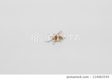 淡色庫蚊白色背景和死紅屋蚊子 114063545