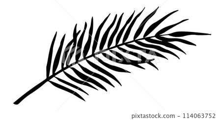 Palm Leaf vector illustration. Silhouette of branch. Jungle tropical tree in linear style on isolated background. Engraved sketch of rainforest foliage for icon or logo. Botanical painting of plant. 114063752