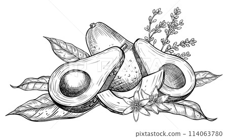 Avocado Vector illustration. Botanical drawing of Fruit with flower painted by black inks in linear style. Engraving of vegetable with leaves. Etching of vegan food for recipes and cookbooks. 114063780