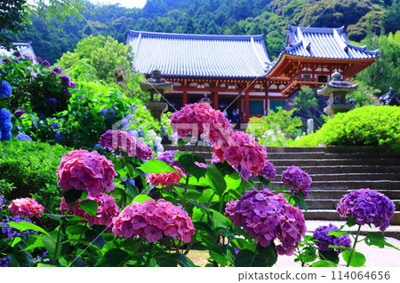 Hydrangeas blooming on the approach to the main hall at Yatadera Temple (Yamatokoriyama City, Nara Prefecture) 114064656