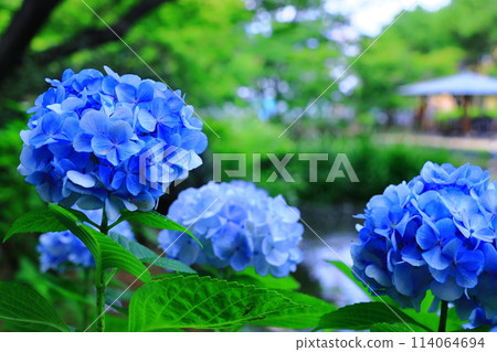 元濱綠地公園（兵庫縣尼崎市）盛開的西洋繡球花 114064694