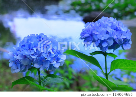 元濱綠地公園（兵庫縣尼崎市）盛開的西洋繡球花 114064695