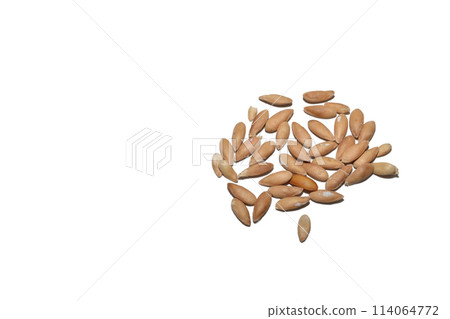 A pile of melon seeds on a white background. 114064772