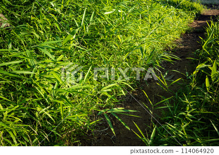雜草叢生的小路 114064920