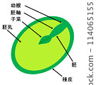 Cross section of an oyster seed 114065155
