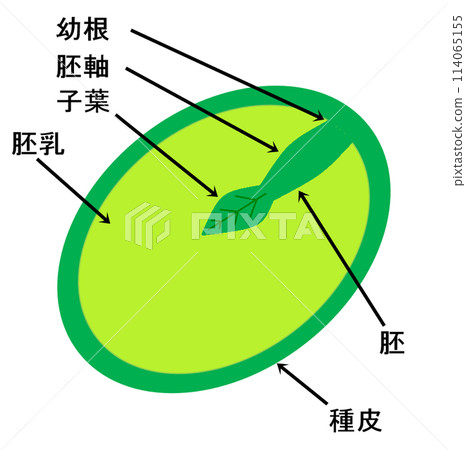 牡蠣籽橫截面 114065155