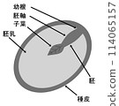 Cross section of an oyster seed 114065157