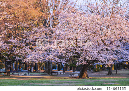 Cherry blossoms in a park illuminated by the setting sun, Tokyo 114065165