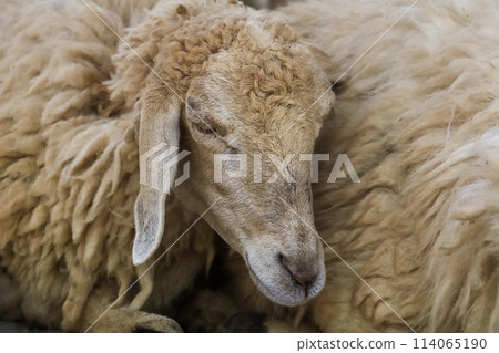 Close up the baby Sheep is rest Close up the baby Sheep is rest 114065190