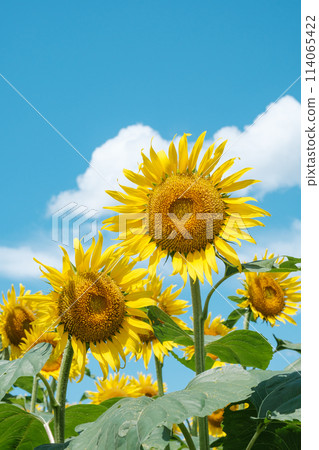 sunflower	 114065422