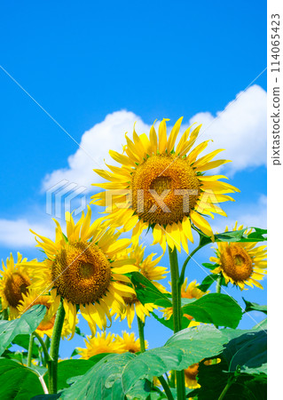 sunflower	 114065423