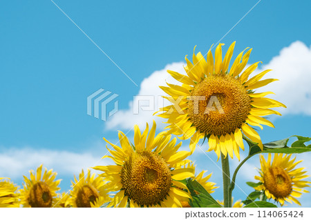 sunflower sunflower 114065424