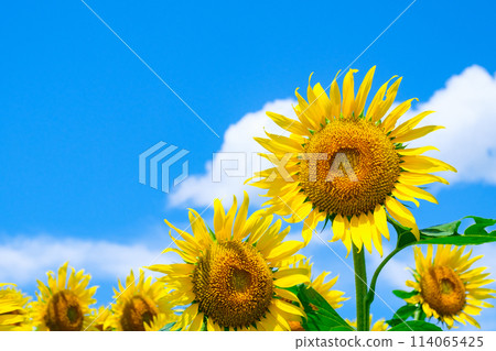 sunflower sunflower 114065425