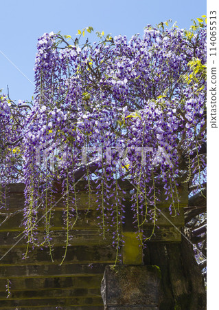 Beautifully blooming wisteria flowers in the park, Hago Rinkai Park, Tottori Prefecture Beautifully blooming wisteria flowers in the park, Hago Rinkai Park, Tottori Prefecture 114065513