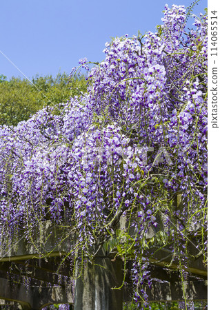 Beautifully blooming wisteria flowers in the park, Hago Rinkai Park, Tottori Prefecture Beautifully blooming wisteria flowers in the park, Hago Rinkai Park, Tottori Prefecture 114065514