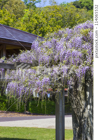 鳥取縣羽護臨海公園內美麗綻放的紫藤花 114065532
