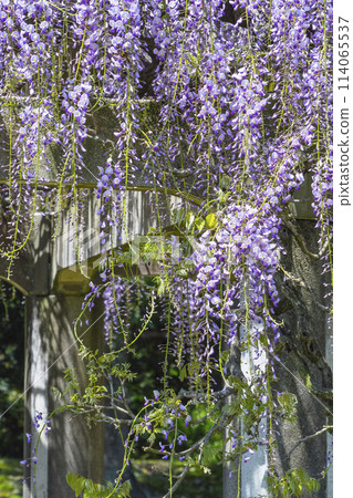 Beautifully blooming wisteria flowers in the park, Hago Rinkai Park, Tottori Prefecture 114065537
