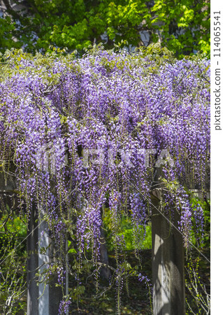 鳥取縣羽護臨海公園內美麗綻放的紫藤花 鳥取縣羽護臨海公園內美麗綻放的紫藤花 114065541